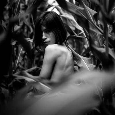 corn jungle | Rosalie